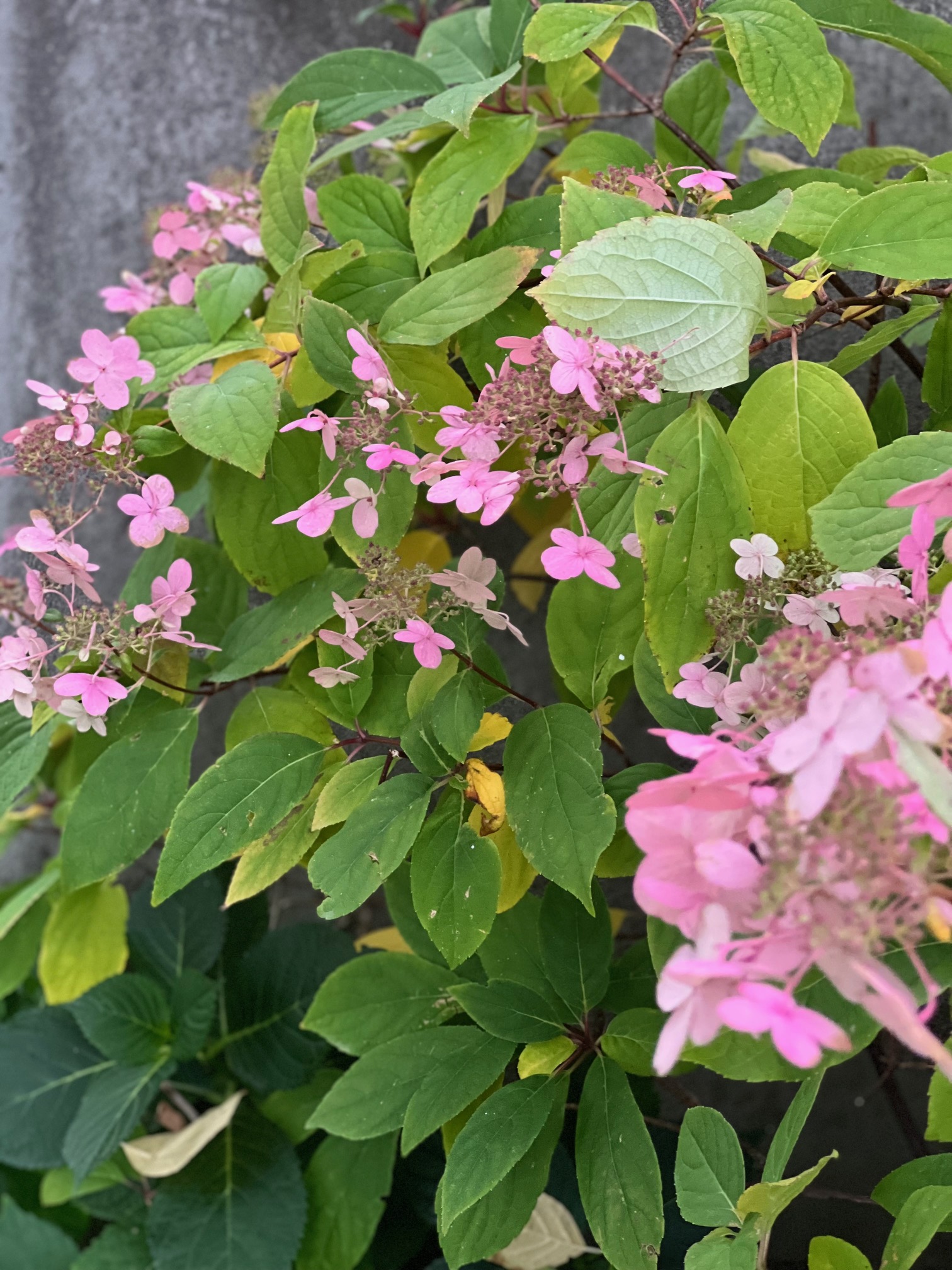 trädgårdsblommor, höstblommor, skördetid, hortensior