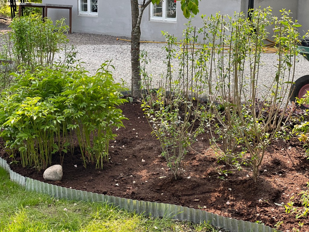 Tips på hur du enkelt anlägger en blomrabatt och räddar&nbsp;växter.
