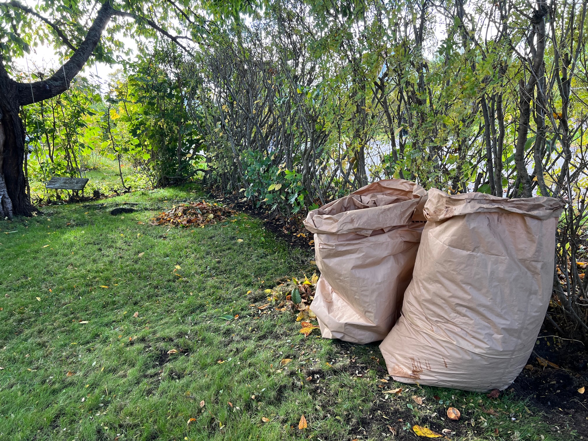 trädgårdsblommor, höstblommor, skördetid