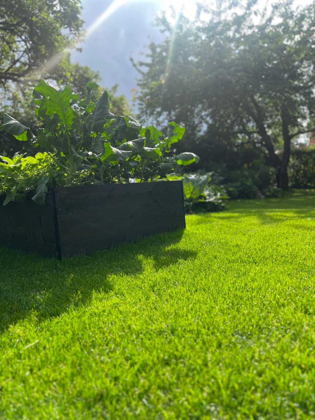 Tips på skötsel av gräsmatta under augusti och&nbsp;september.